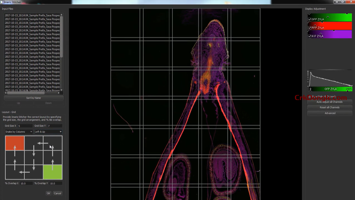Imaris stitcher 10.2 